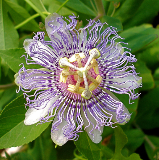 Wild Passion Flower Purple Passion Flower Passiflora incarnata 20 Seeds