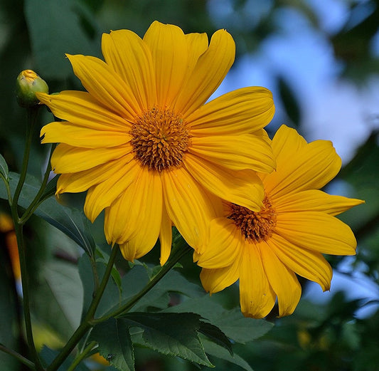 Yellow Mexican Sunflower Tree Marigold Tithonia diversifolia 20 Seeds  USA Company