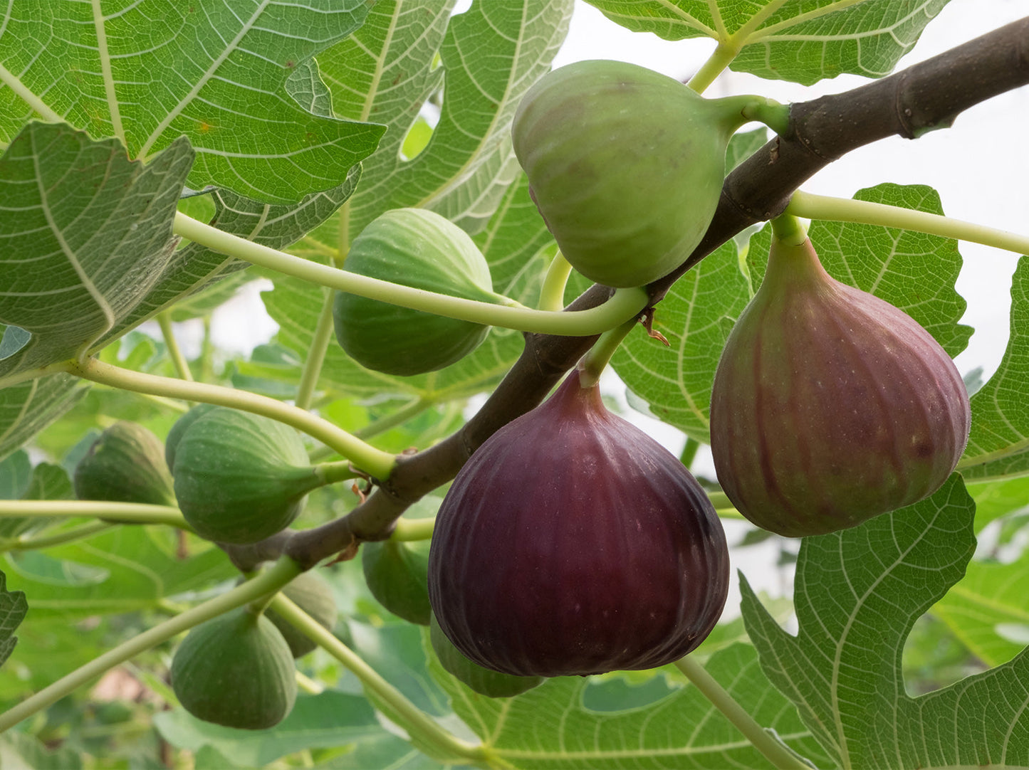 Common Fig Ficus carica 1000 Seeds  USA Company