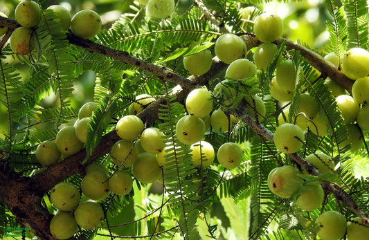 Indian Gooseberry  20 Seeds  Phyllanthus emblica