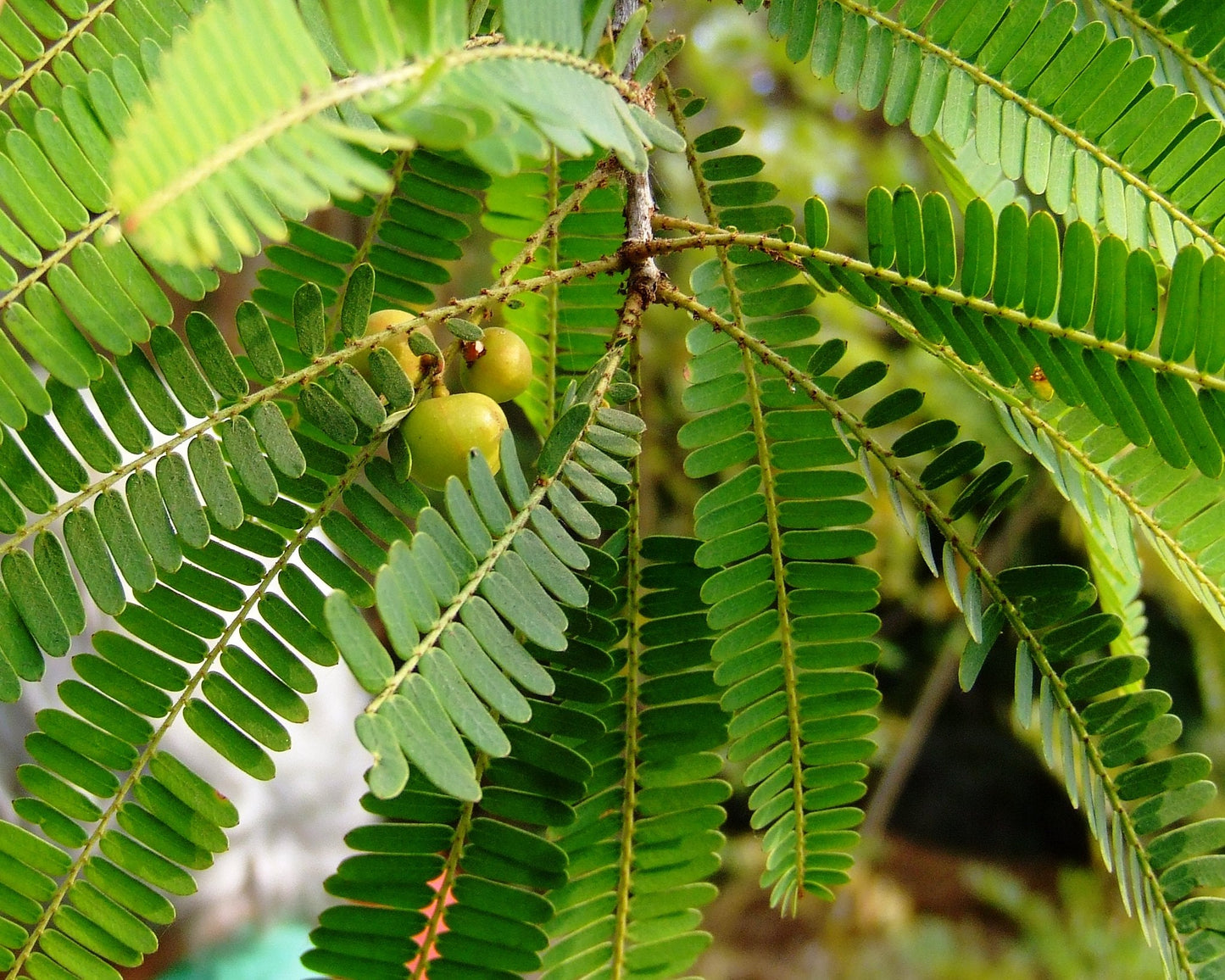 Indian Gooseberry Phyllanthus emblica 10 Seeds  USA Company