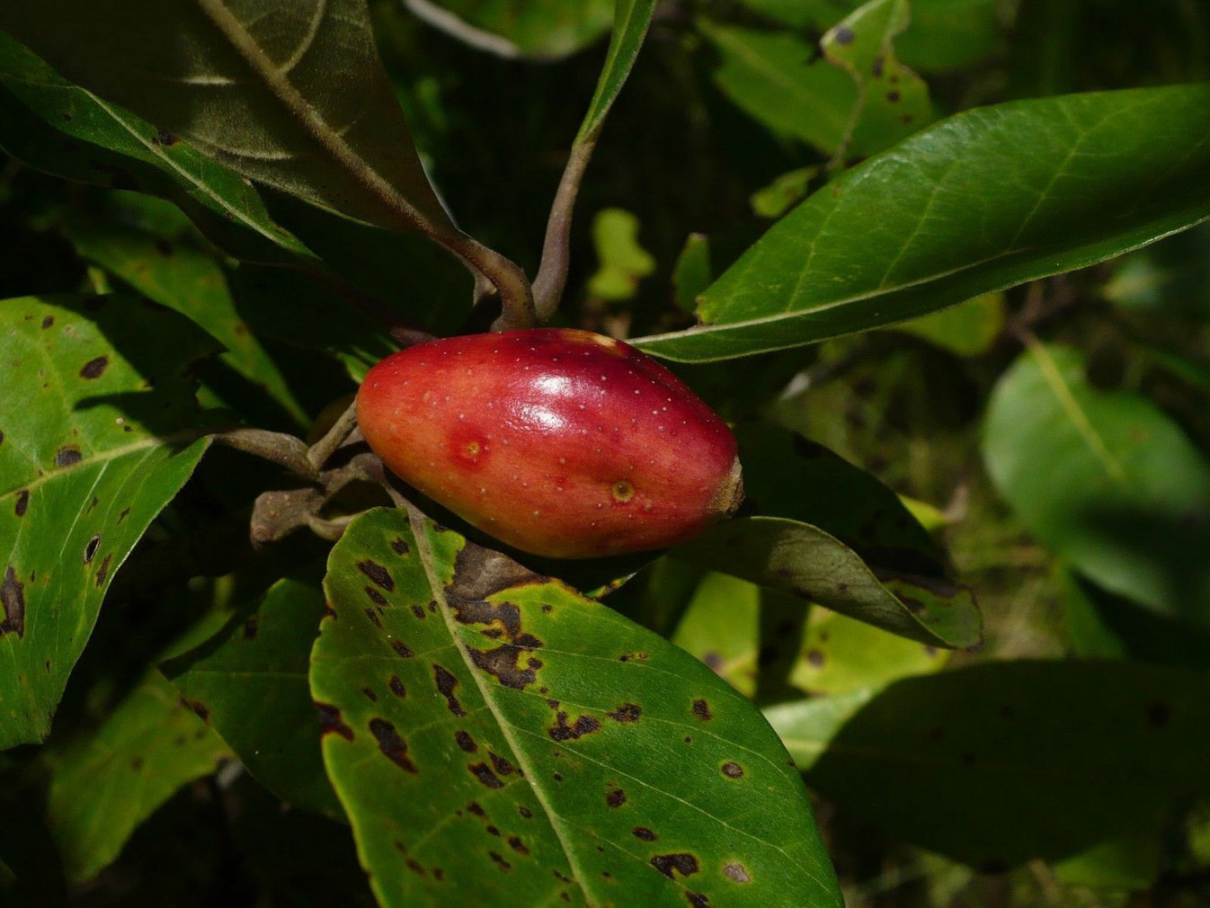 Ogeechee Tupelo White Tupelo Nyssa ogeche 10 Seeds R&B Floridaseeds