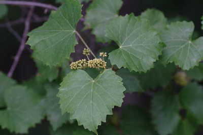 Muscadine Grape Vitis rotundifolia 20 Seeds