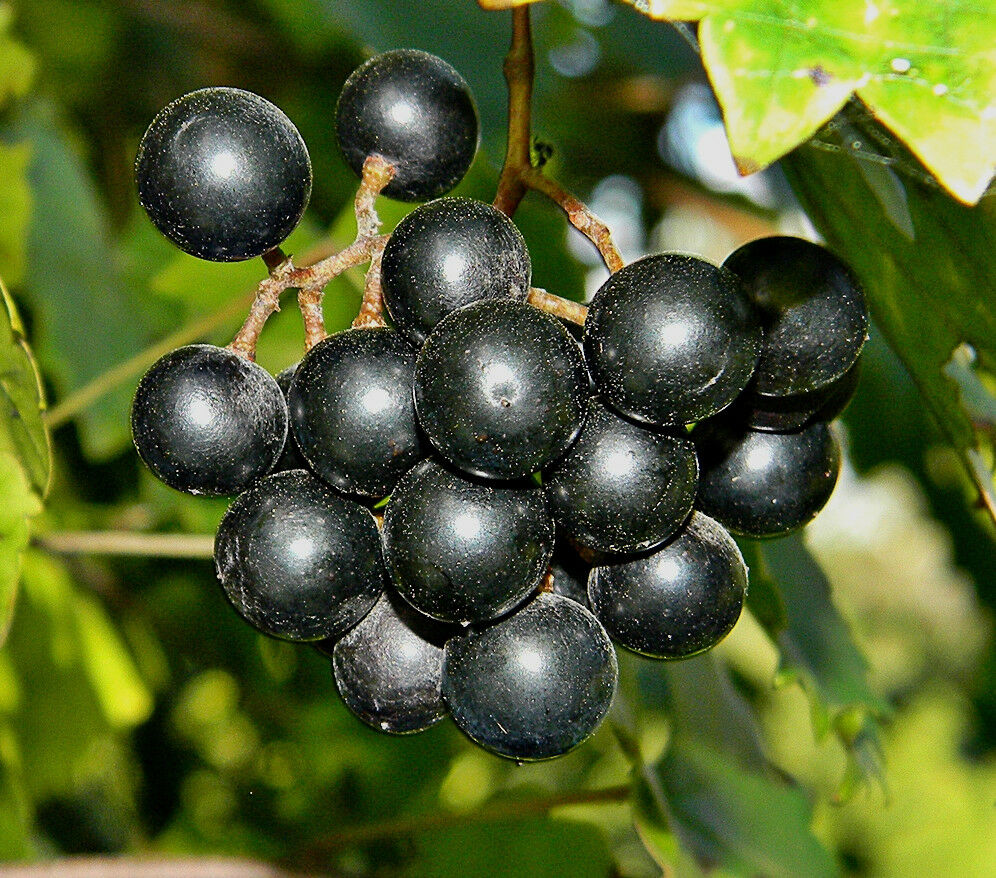 Muscadine Grape Vitis rotundifolia 20 Seeds