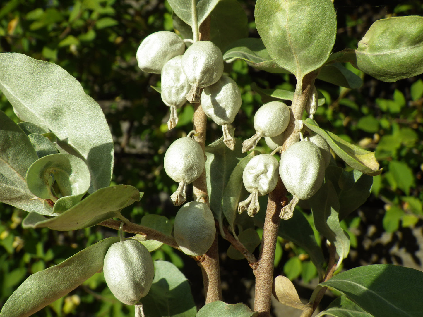 Silverberry Elaeagnus cummutata 20 Seeds  USA Company