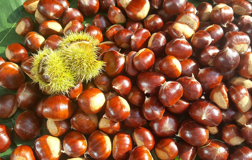 Sweet Chestnut Castanea sativa 5 Seeds
