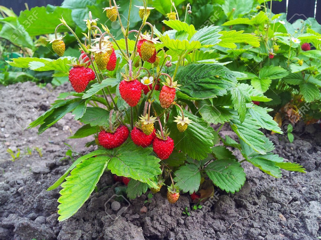 Wild Strawberry Fragaria vesca 100 Seeds  USA Company