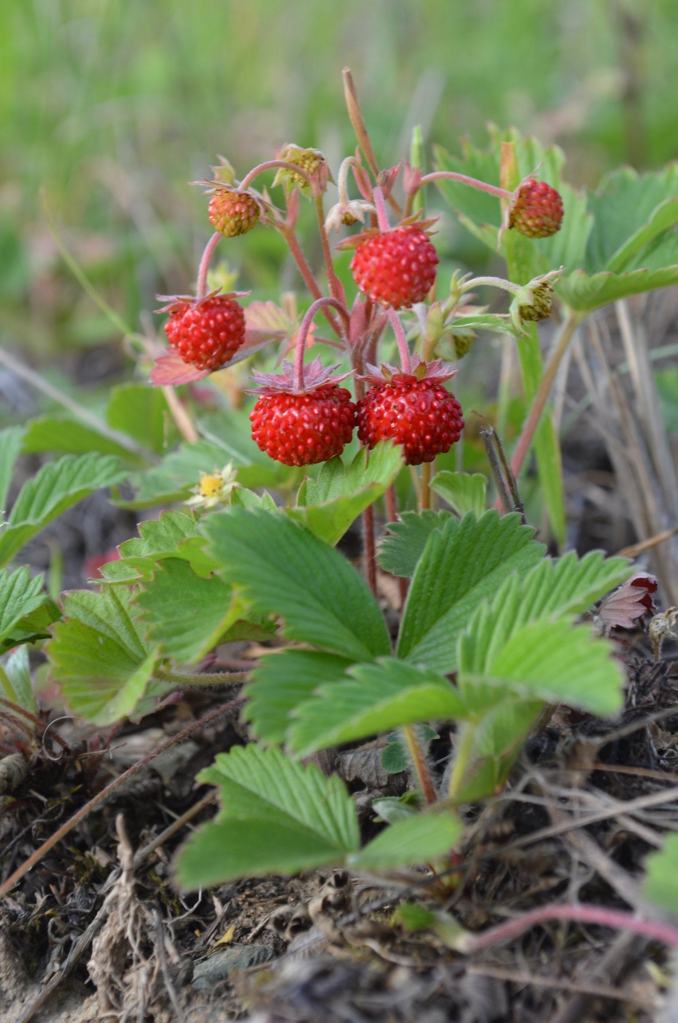 woodland strawberry seeds Wild Strawberry Fragaria vesca 100 Seeds – R&B Floridaseeds