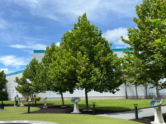 American Sycamore Moon Tree Platanus occidentalis 100 Seeds  USA Company