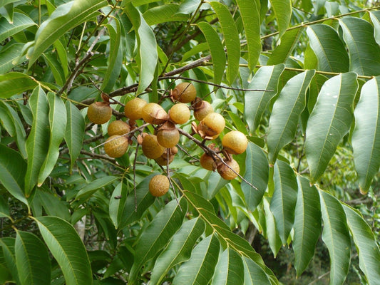 Florida Soapberry Sapindus marginatus 10 Seeds