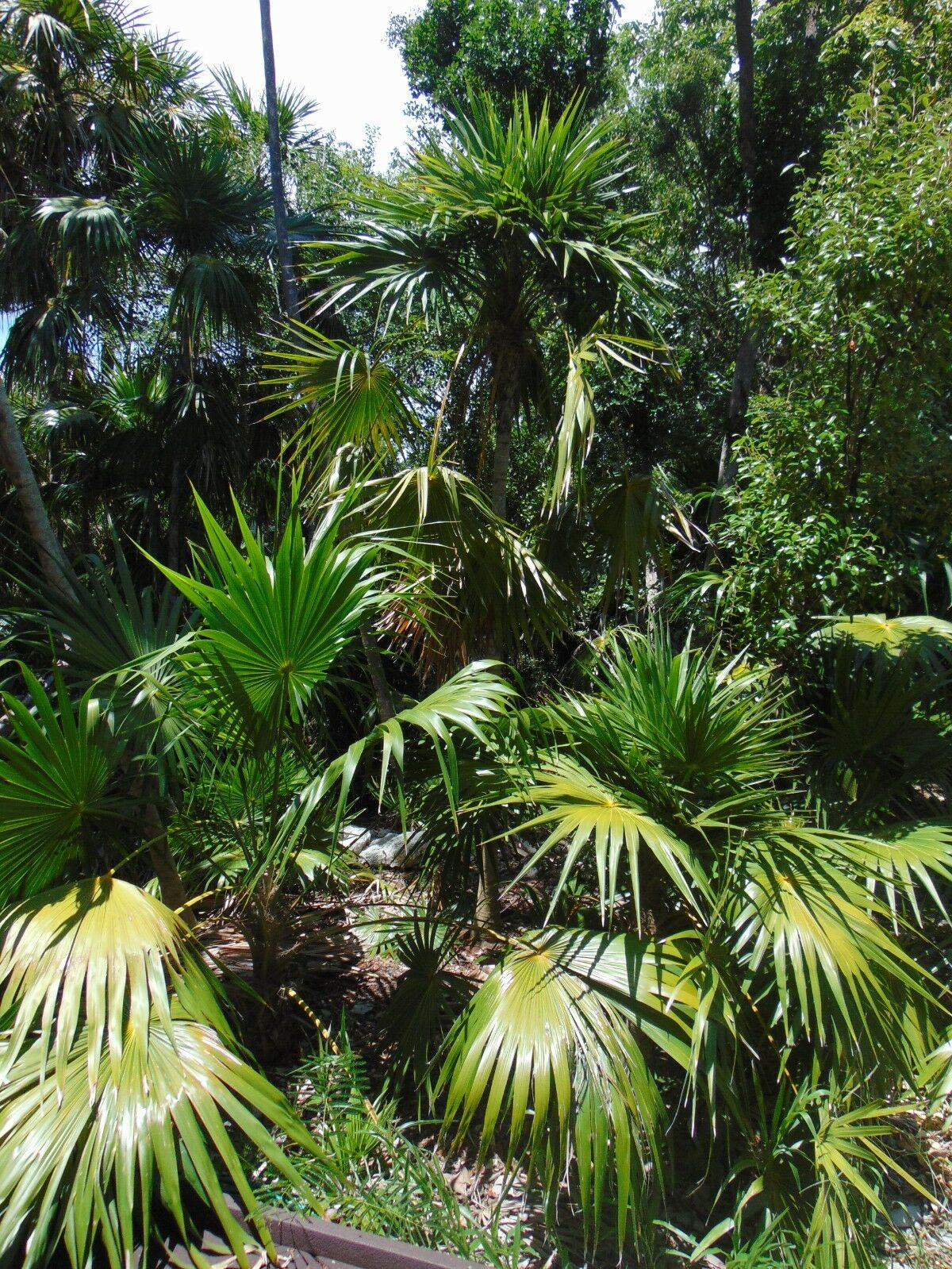 Florida Thatch Palm Thrinax radiata 200 Seeds  USA Company