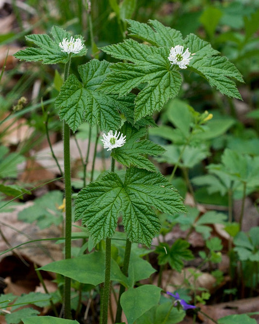 Goldenseal   5 Seeds   Hydrastis canadensis