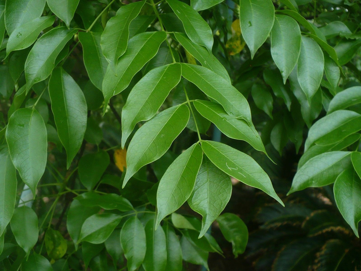 Gumbo Limbo Bursera simaruba 20 Seeds  USA Company