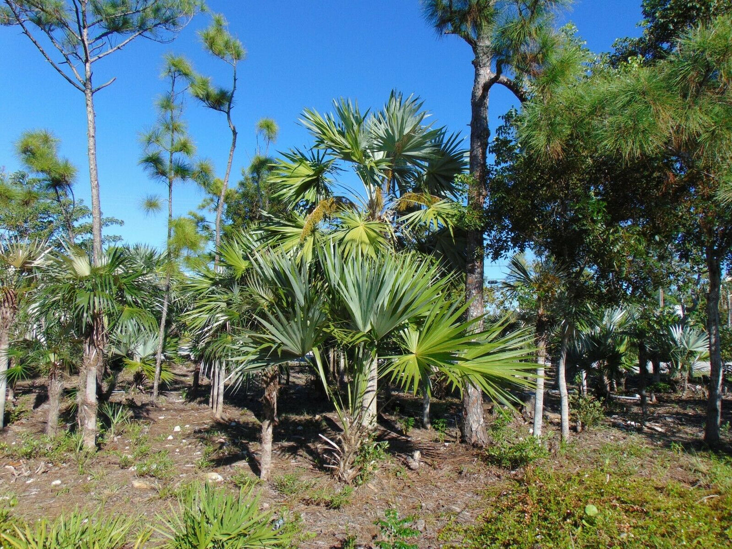 Key Thatch Palm Thrinax morrisii 200 Seeds  USA Company
