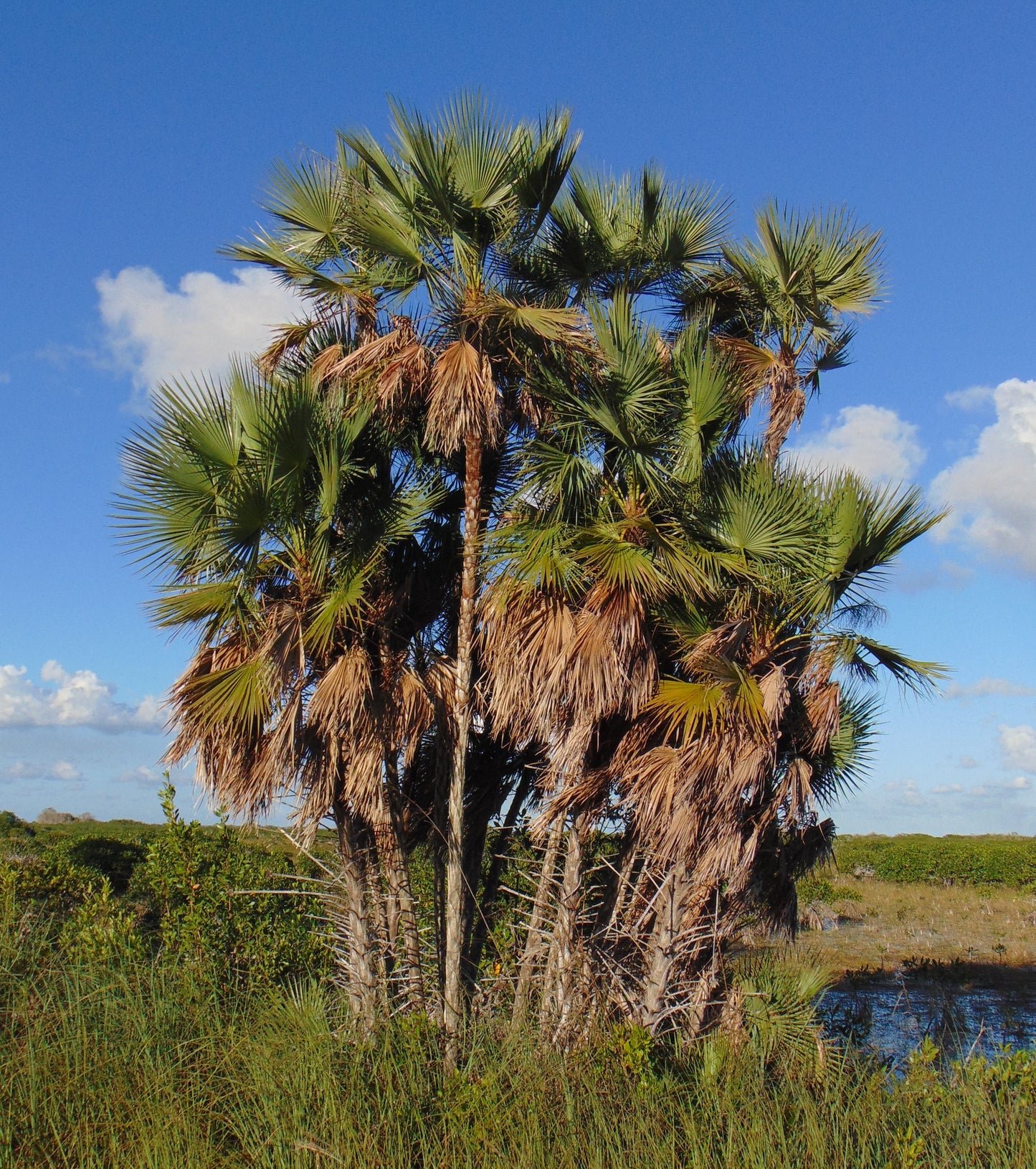 Paurotis Palm Everglades Palm Acoelorrhaphe wrightii 20 Seeds