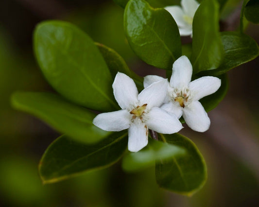 White Indigoberry Randia aculeata 20 Seeds  USA Company