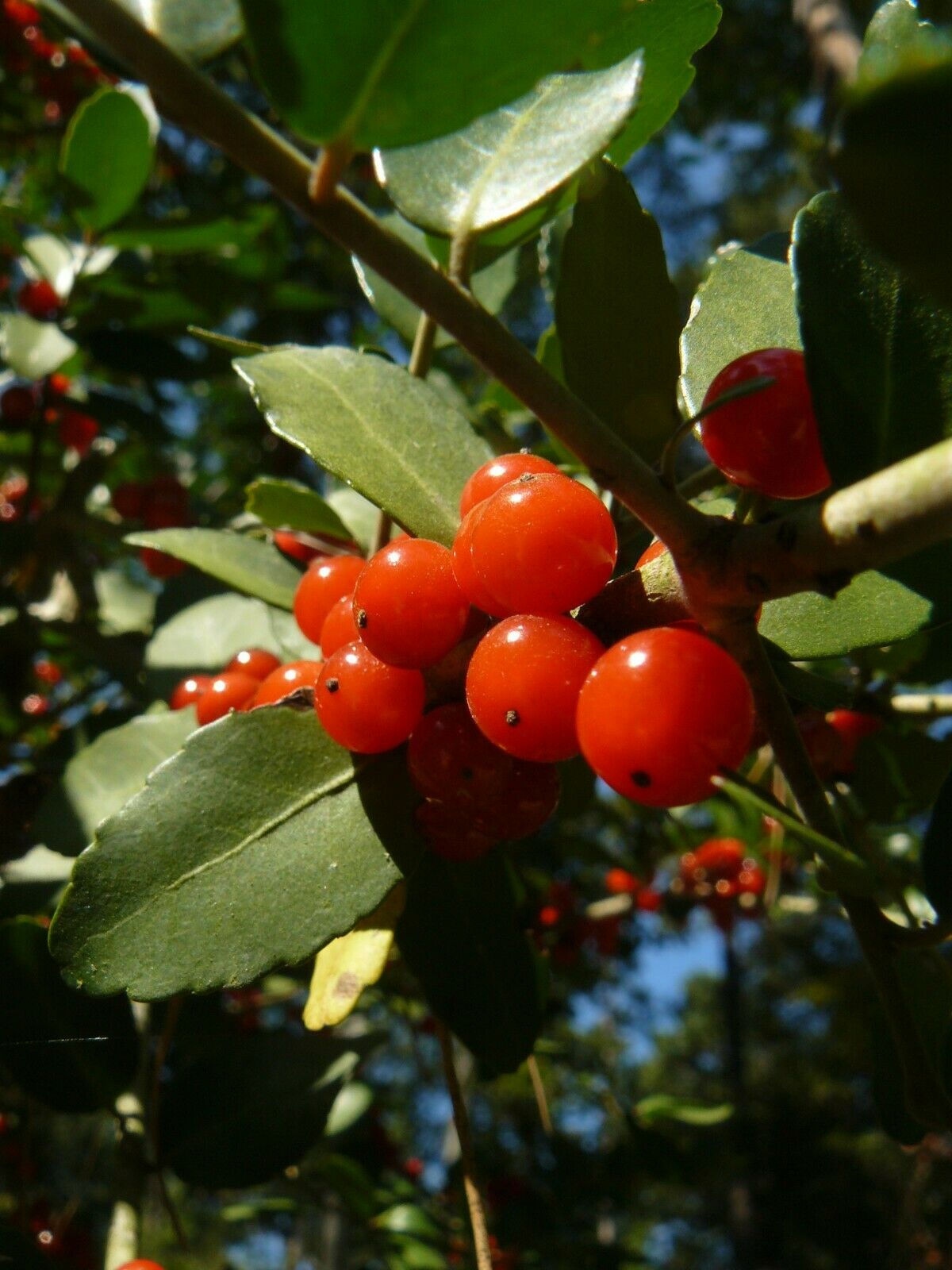 Yaupon Holly Ilex vomitoria 100 Seeds  USA Company