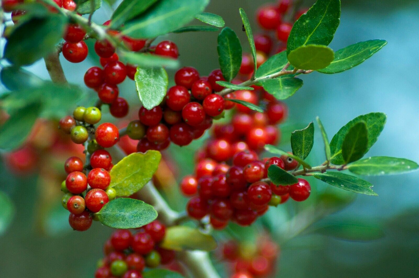 Yaupon Holly Ilex vomitoria 100 Seeds  USA Company