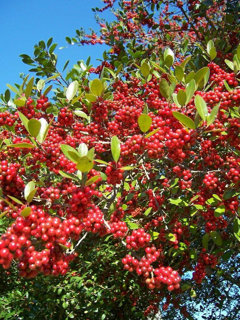 Yaupon Holly Ilex vomitoria 100 Seeds  USA Company