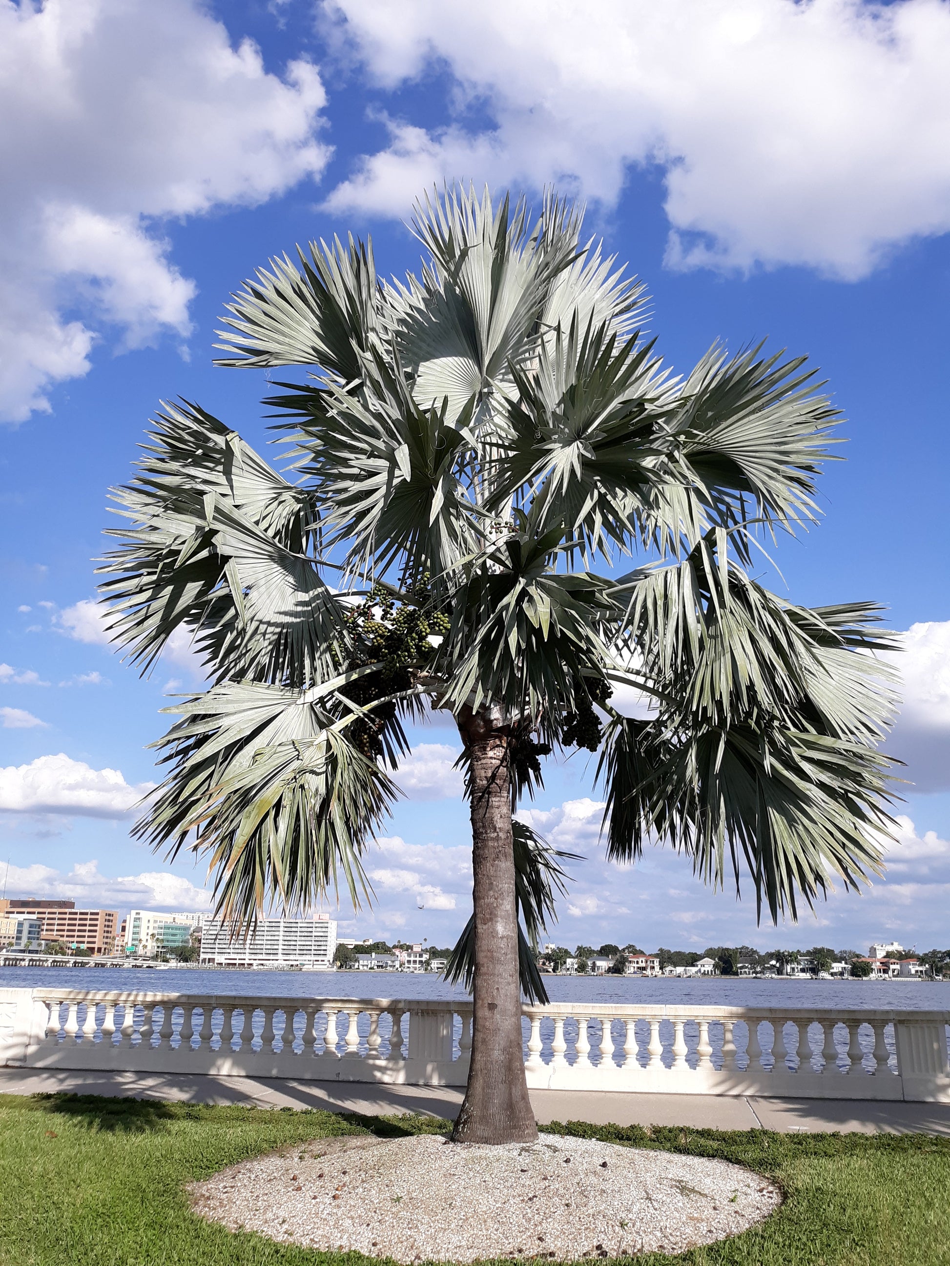 bismarck palm planting Bismarck Palm 10 Seeds Bismarckia nobilis – R&B Floridaseeds