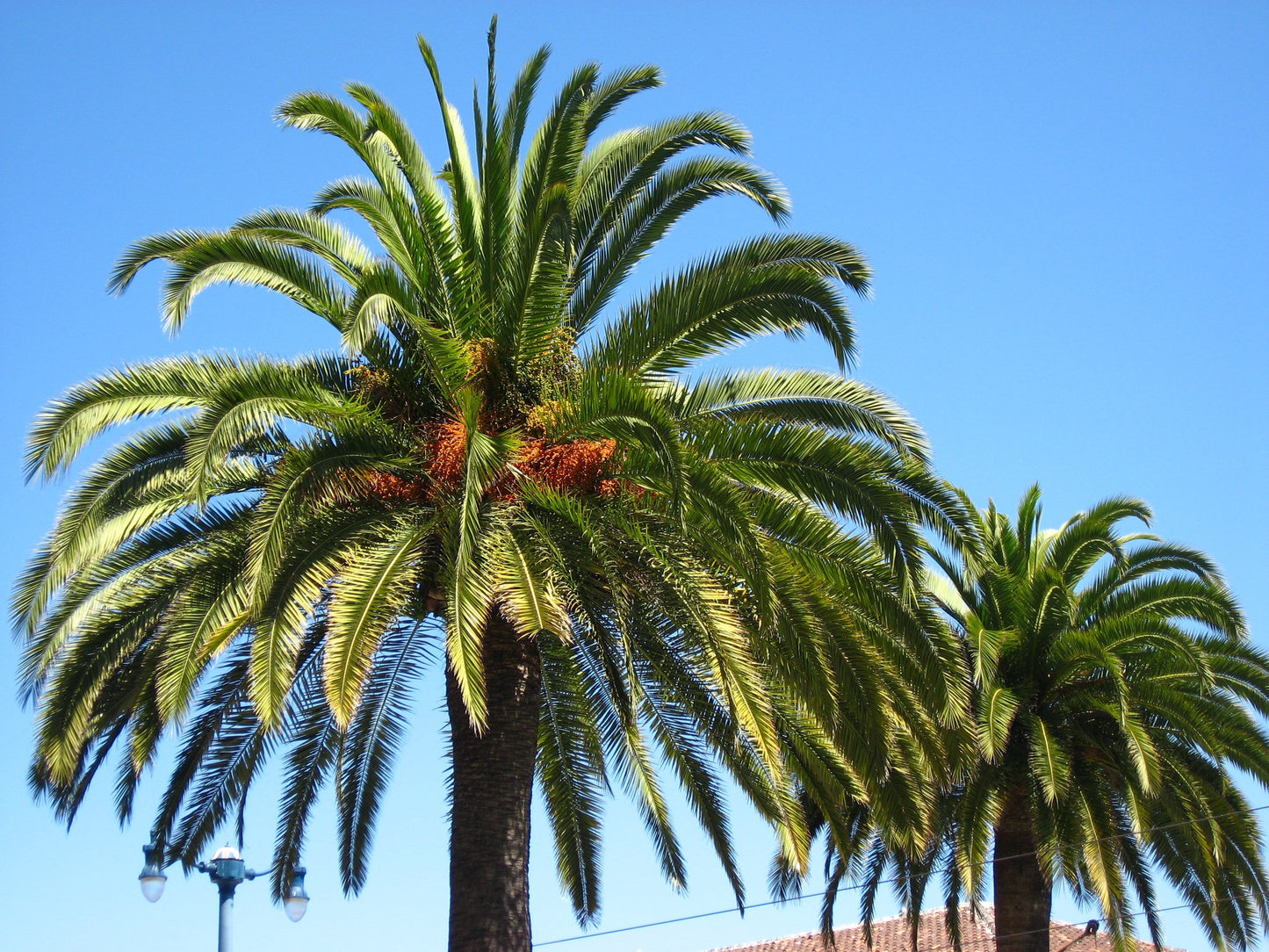 Canary Island Date Palm Phoenix canariensis 100 Seeds  USA Company