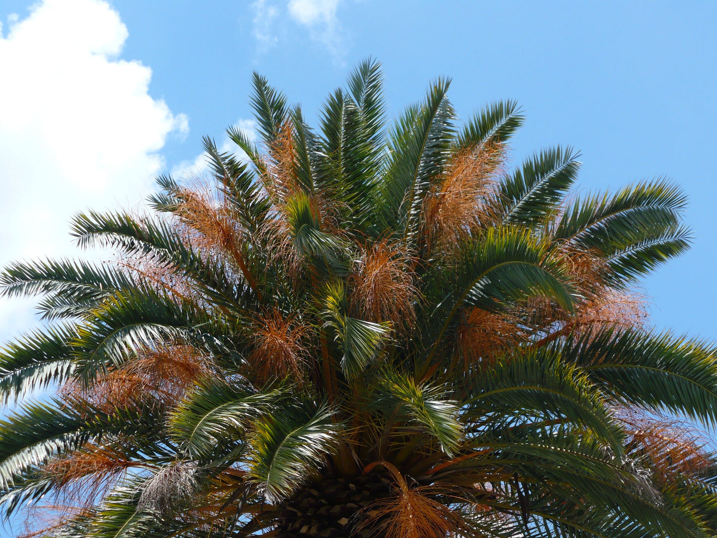 Canary Island Date Palm Phoenix canariensis 100 Seeds  USA Company