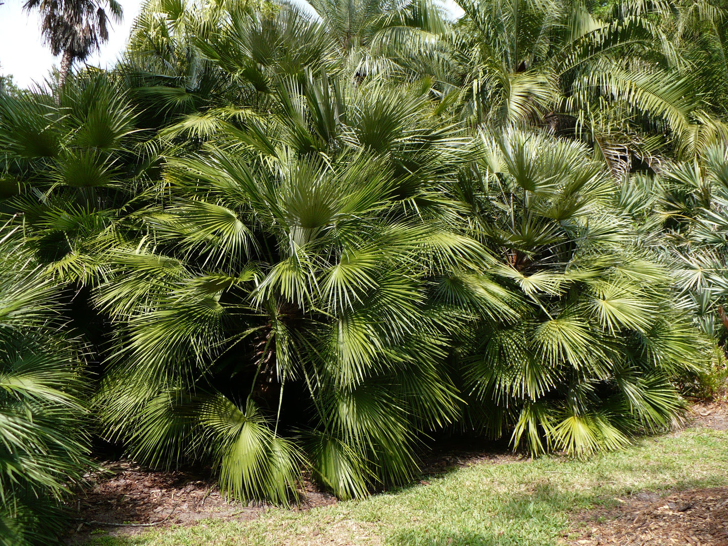 Mediterranean Fan Palm Chamaerops humilis 10 Seeds   USA Company