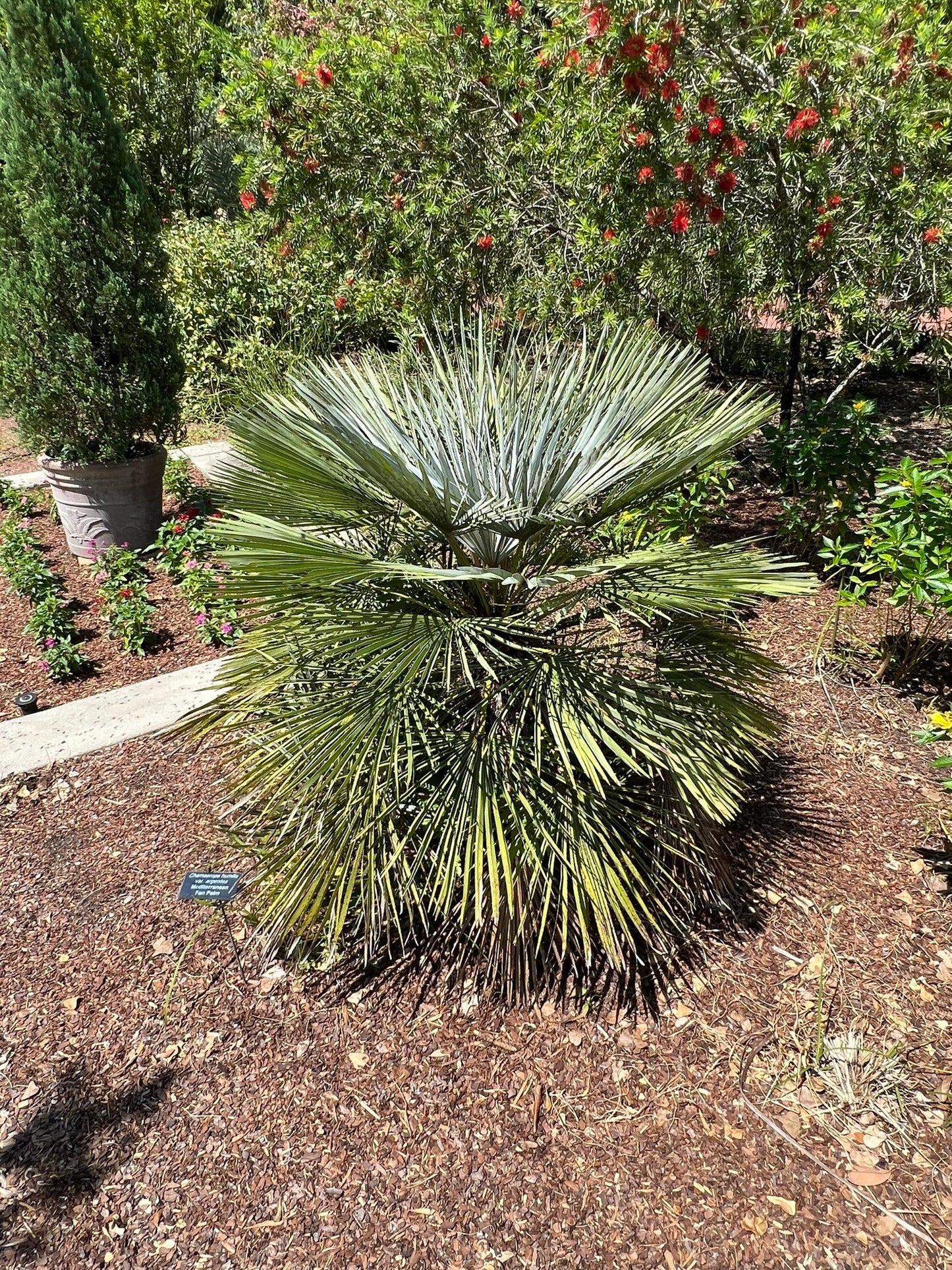 Mediterranean Fan Palm Chamaerops humilis 10 Seeds   USA Company