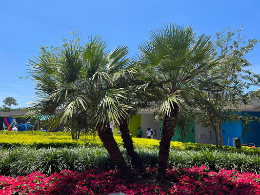 Mediterranean Fan Palm   10 Seeds   Chamaerops humilis