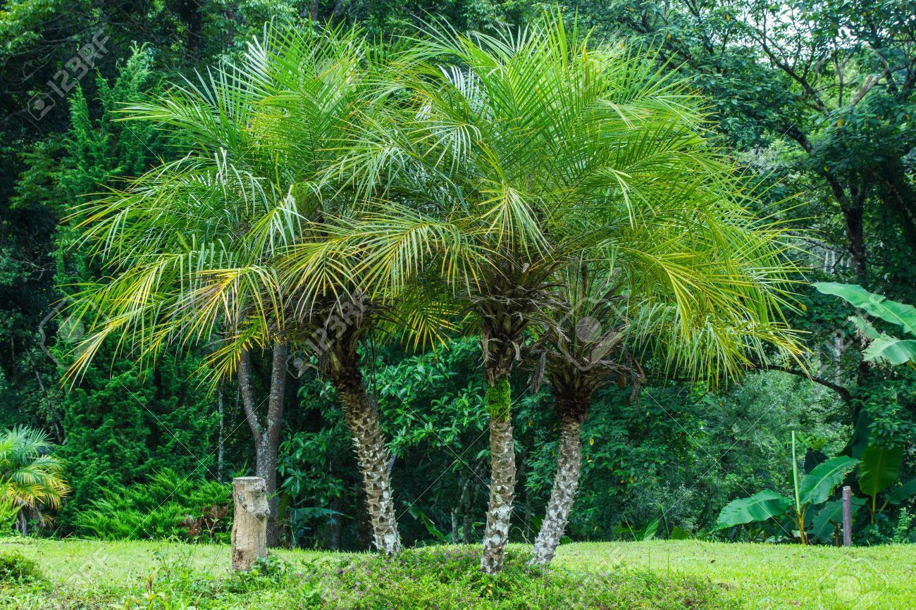 Pygmy Date Palm Phoenix roebelenii 100 Seeds  USA Company