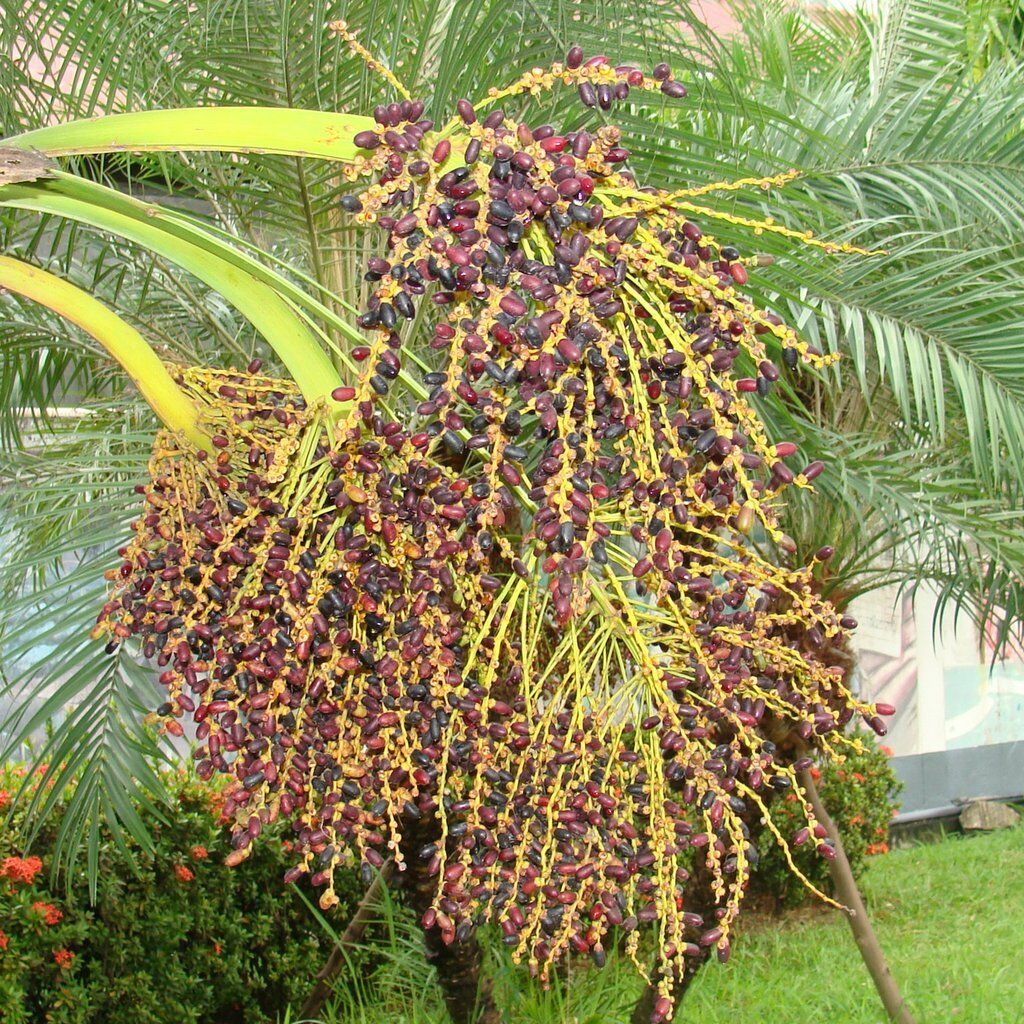 Pygmy Date Palm Phoenix roebelenii 20 Seeds  USA Company