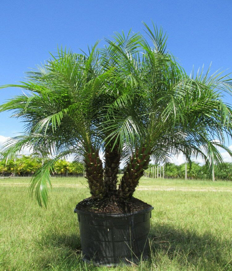 Pygmy Date Palm Phoenix roebelenii 20 Seeds  USA Company