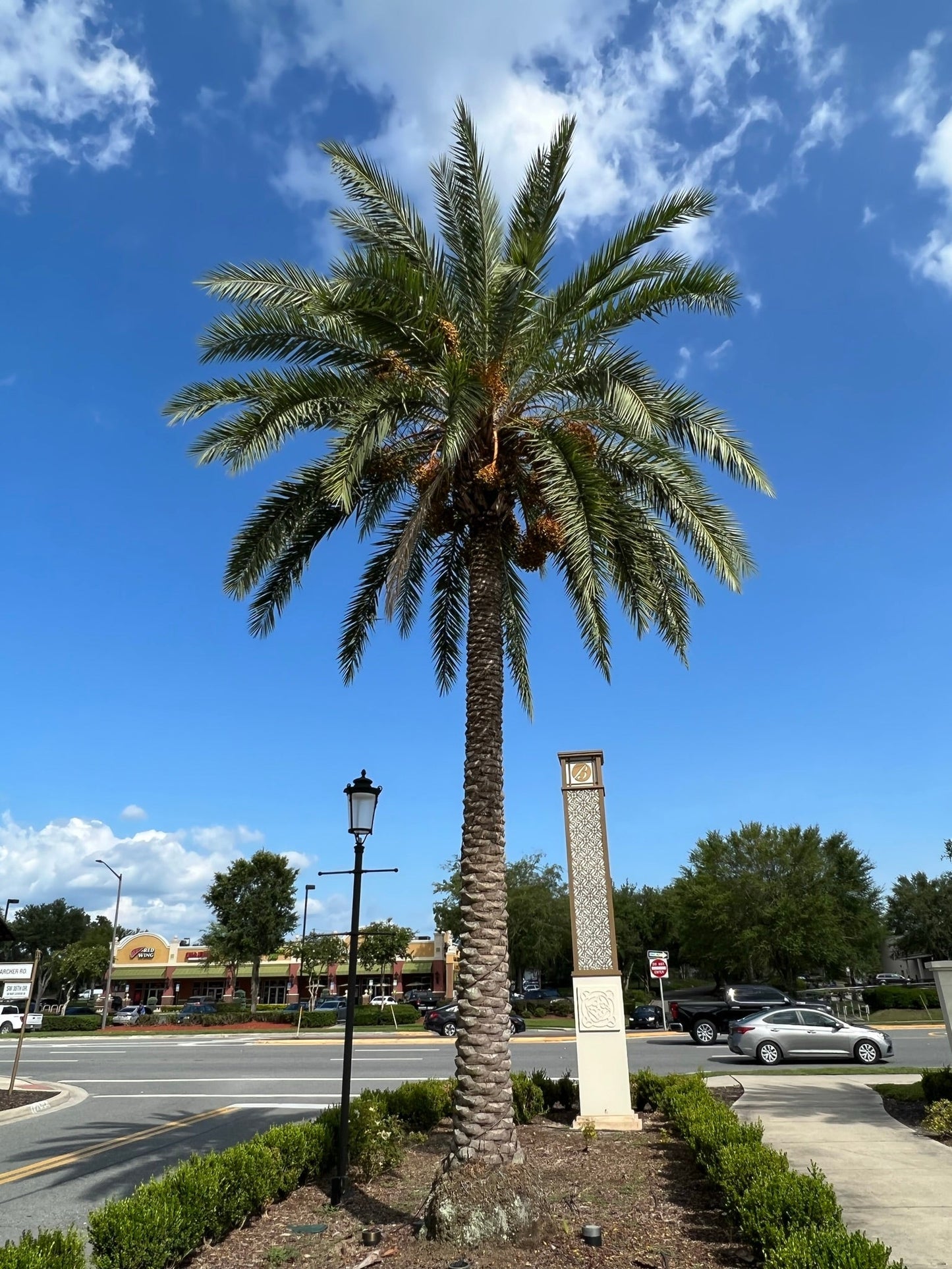 Silver Date Palm Phoenix Sylvestris 100 Seeds  USA Company