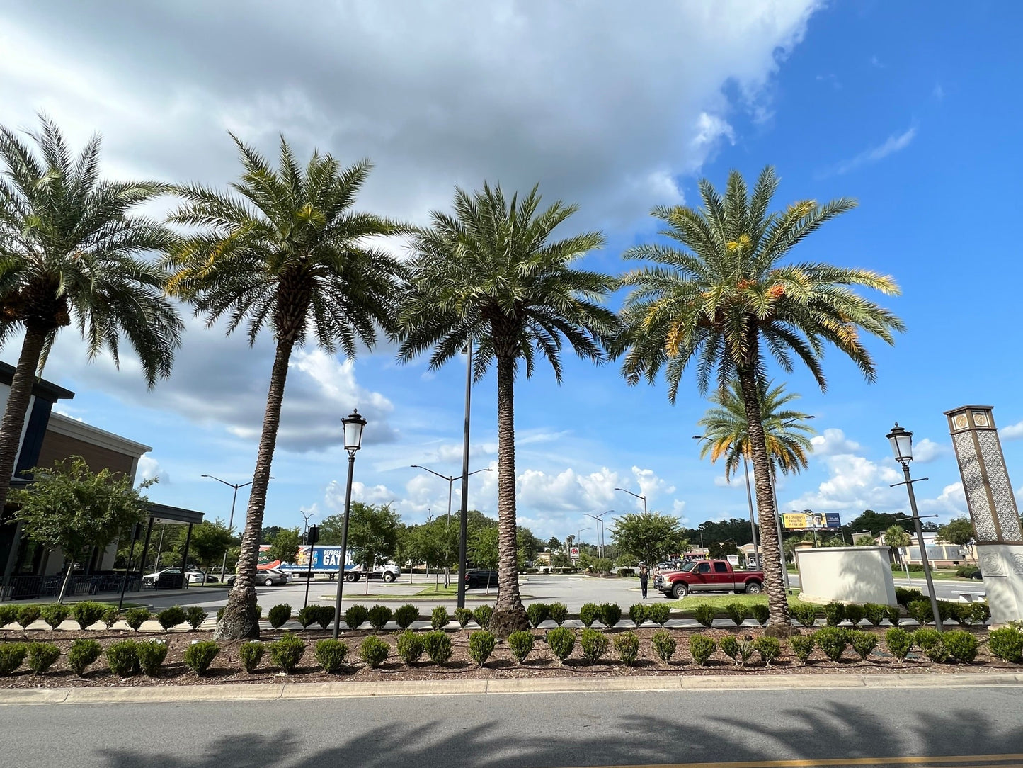 Silver Date Palm Phoenix Sylvestris 100 Seeds  USA Company