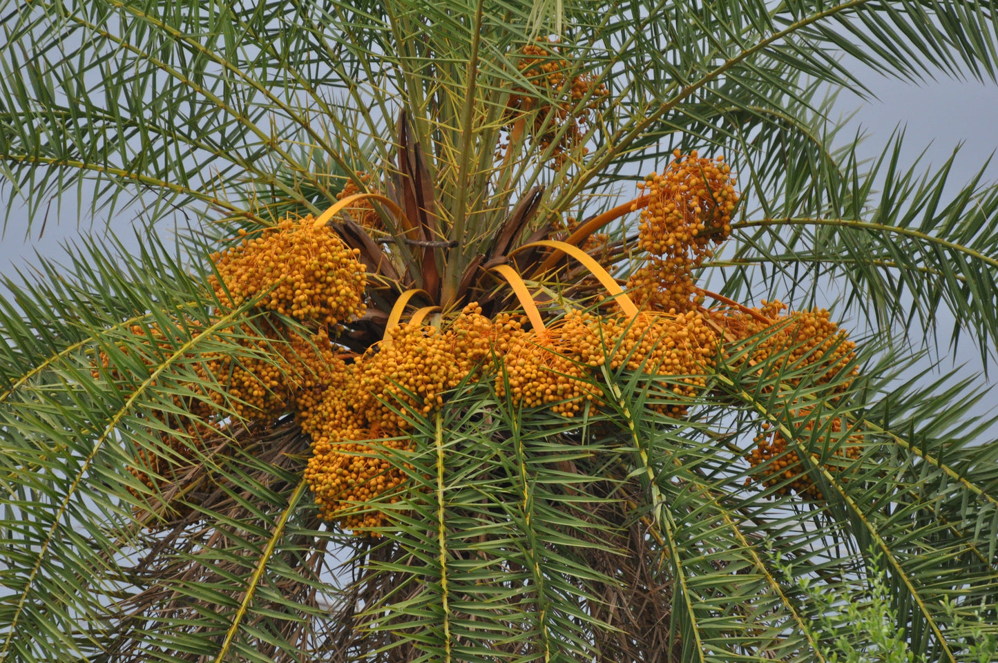 Silver Date Palm Phoenix Sylvestris 100 Seeds  USA Company