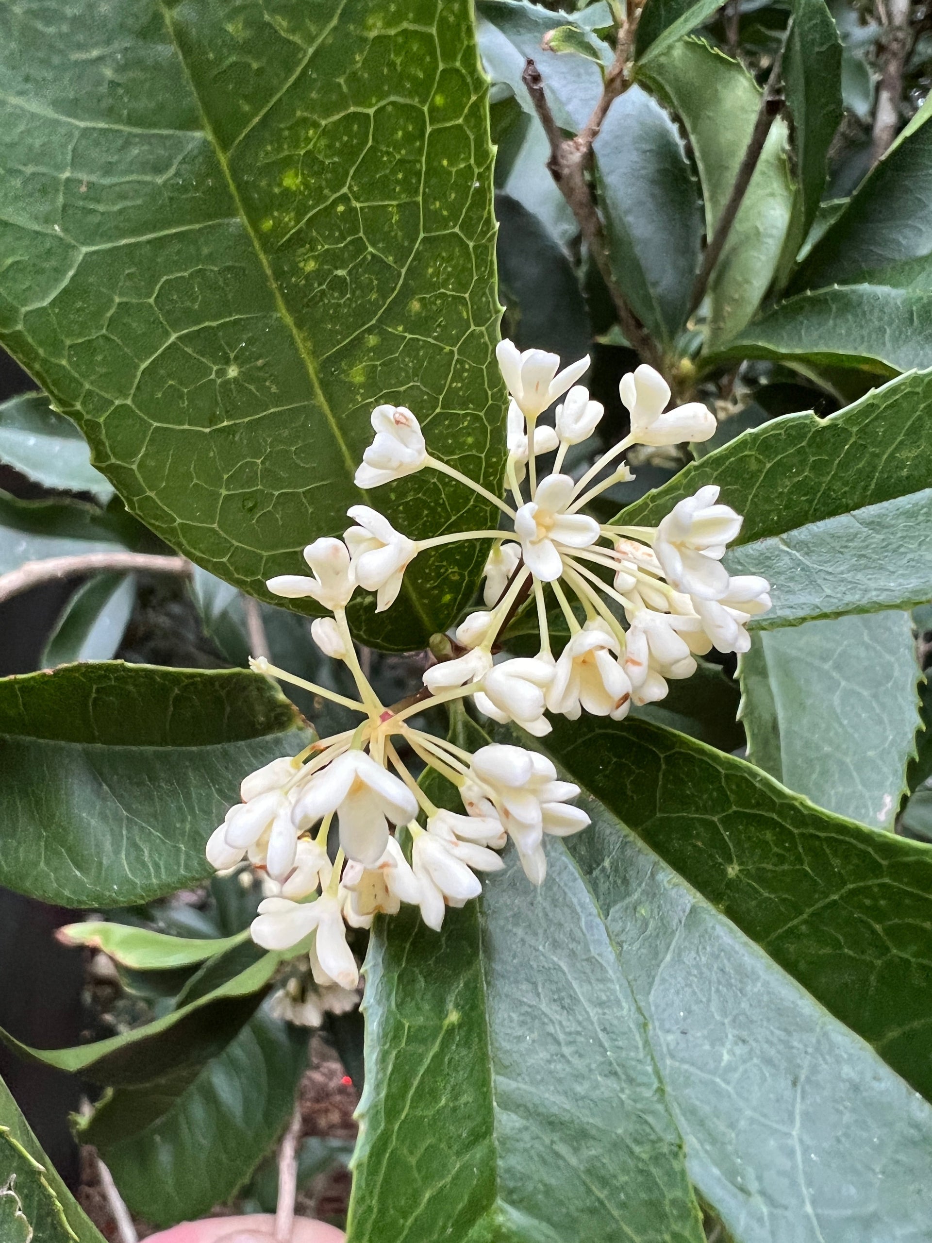 Sweet Osmanthus 10 Seeds Osmanthus fragrans – R&B Floridaseeds
