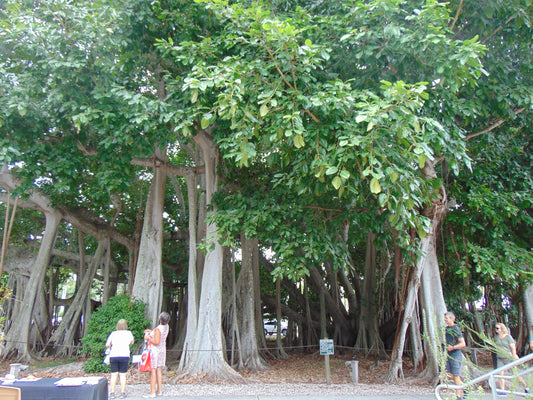 Banyan Fig Ficus benghalensis 100 Seeds  USA Company