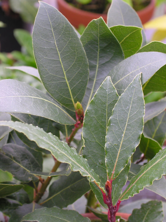 Bay Laurel  10 Seeds  Bay Leaf Tree  Laurus nobilis