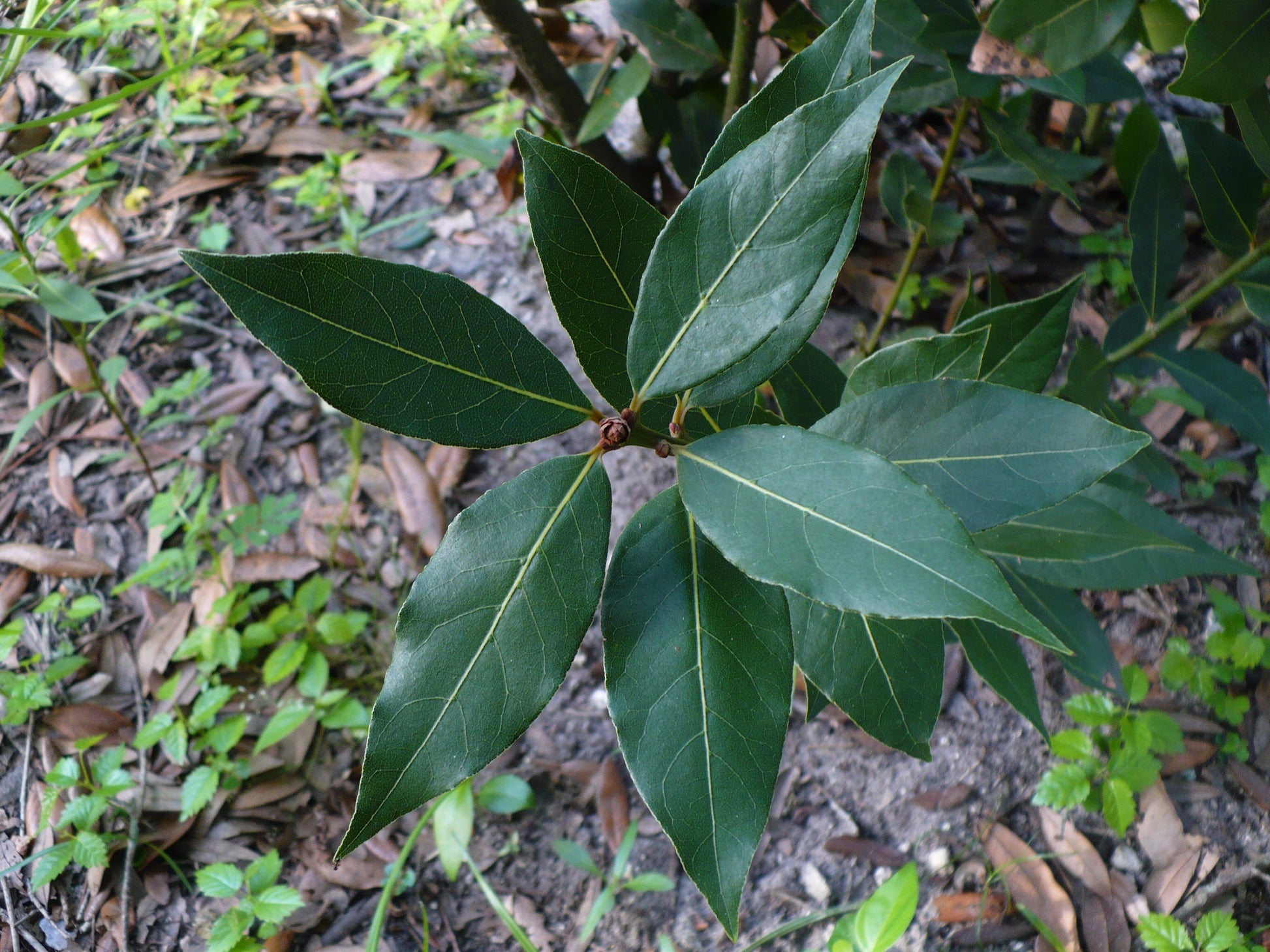 bay leaf seeds for planting Bay Laurel 10 Seeds Bay Leaf Tree Laurus nobilis – R&B Floridaseeds