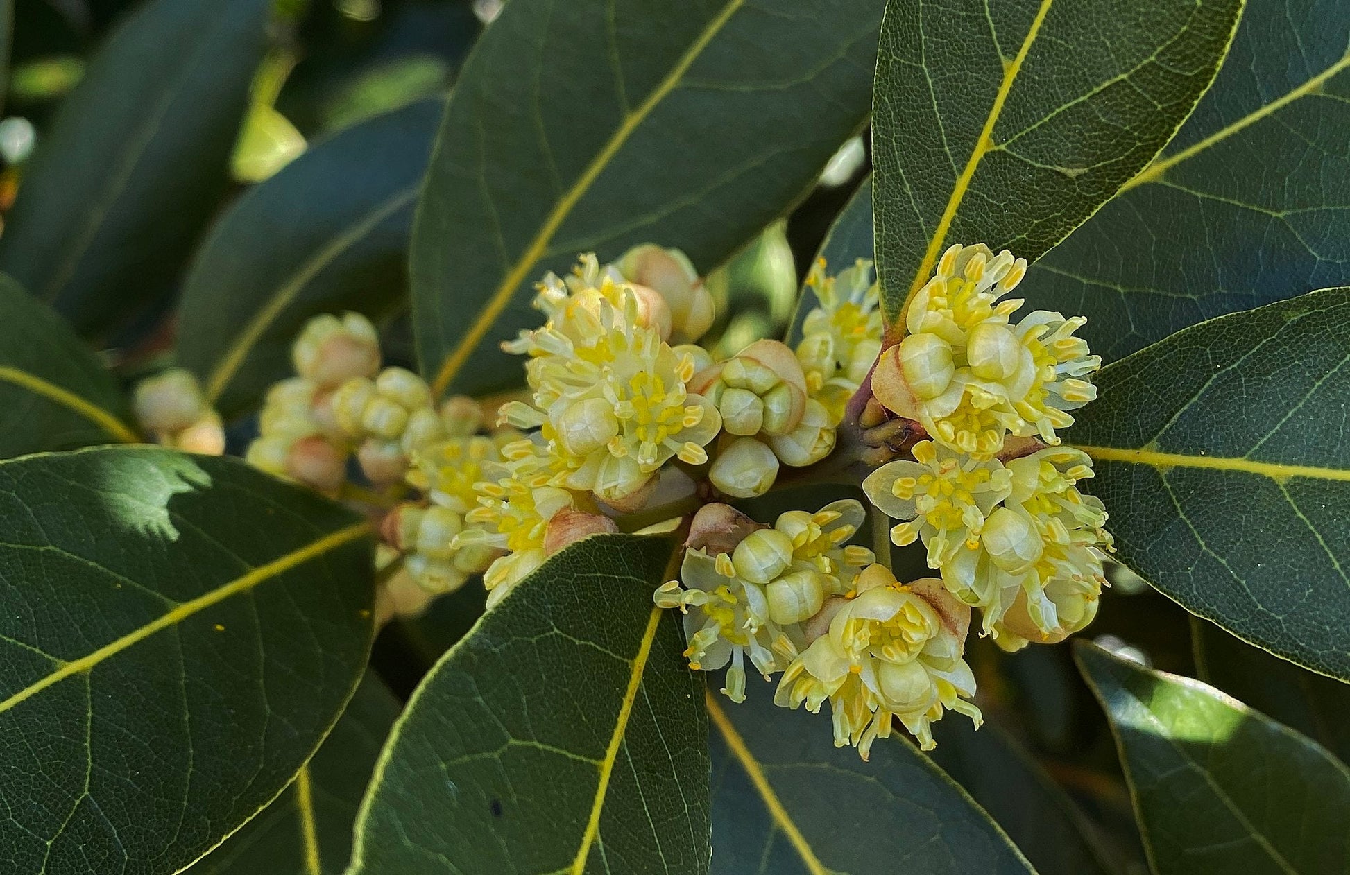 bay leaf plant seeds Bay Laurel 10 Seeds Bay Leaf Tree Laurus nobilis – R&B Floridaseeds