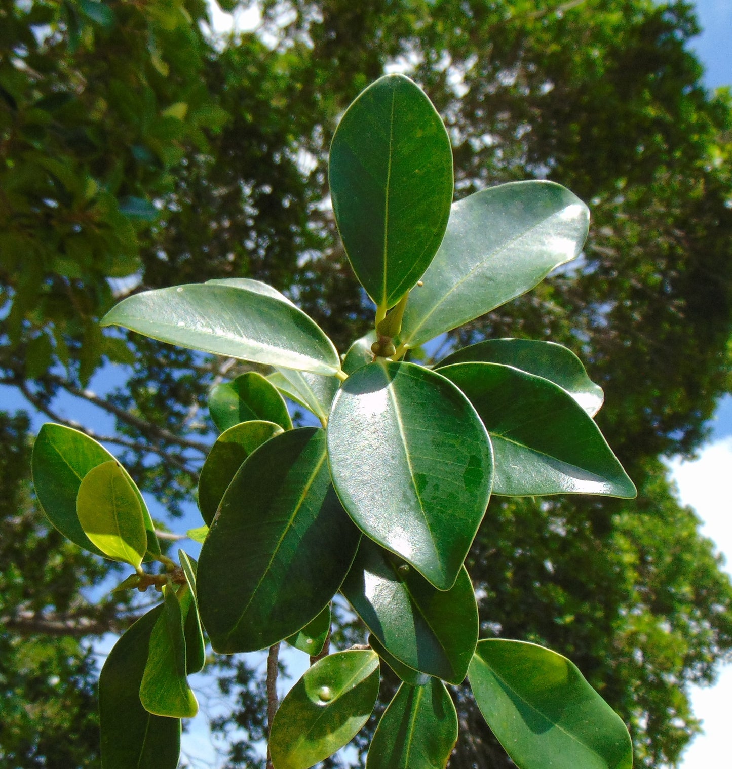 West Indian Laurel Fig Ficus americana 100 Seeds  USA Company