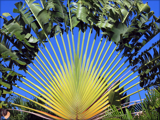 Traveler's Tree Ravenala madagascariensis 10 Seeds  USA Company