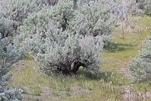 Load image into Gallery viewer, Big Sagebrush Artemisia tridentata 50 Seeds