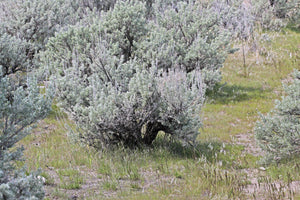 Big Sagebrush Artemisia tridentata 50 Seeds