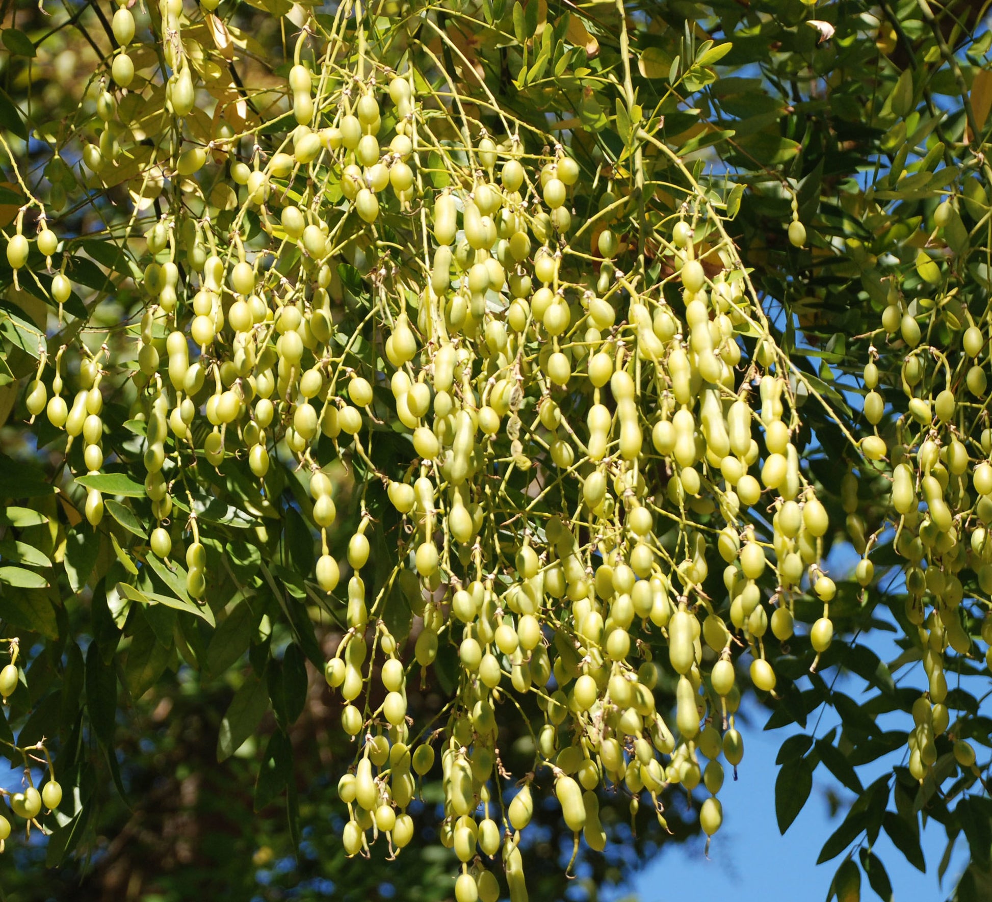 pagoda flower seeds Japanese Pagoda Tree Sophora japonica 20 Seeds – R&B Floridaseeds