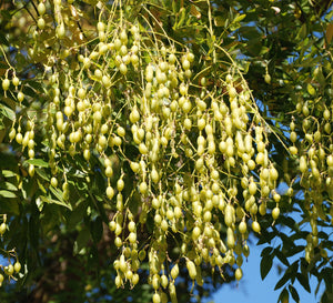 Japanese Pagoda Tree Sophora japonica 20 Seeds