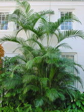 Load image into Gallery viewer, Areca Palm Butterfly Palm Chrysalidocarpus lutescens 20 Seeds