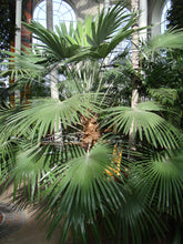 Load image into Gallery viewer, Windmill Palm  Trachycarpus fortunii  20 Seeds