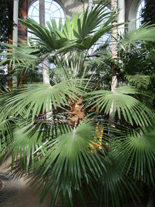 Windmill Palm  Trachycarpus fortunii  20 Seeds