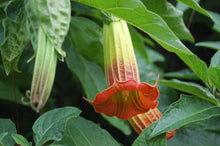 Load image into Gallery viewer, Red Angel&#39;s Trumpet  Brugmansia sanguinea  10 Seeds